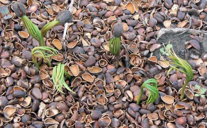 Как посадить кедровый орех в домашних условиях
