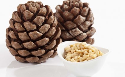 Кедровые орехи - полезные свойства и противопоказания
