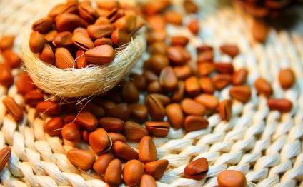 Кедровые орехи — польза и вред семян кедровой сосны