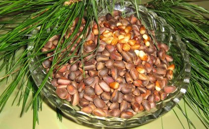 Настойка из кедровых орешков — польза для всего организма