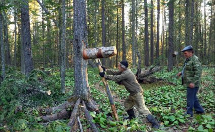 Время сбора кедрового ореха - Александр Леснянский - человек