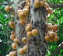 как растут бразильские орехи