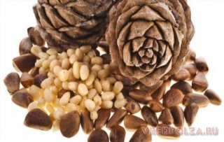 Кедровые орехи – семена сибирской сосны или кедра