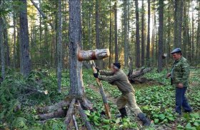 Сбор кедровых орехов колотом