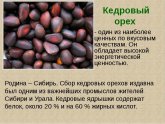 Кедровые Орехи Калории